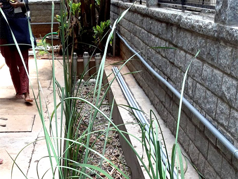 Combined wastewater treatment by Biome Water Management and rainwater harvesting system at Mahaksmhi's residence, Agara, Bangalore